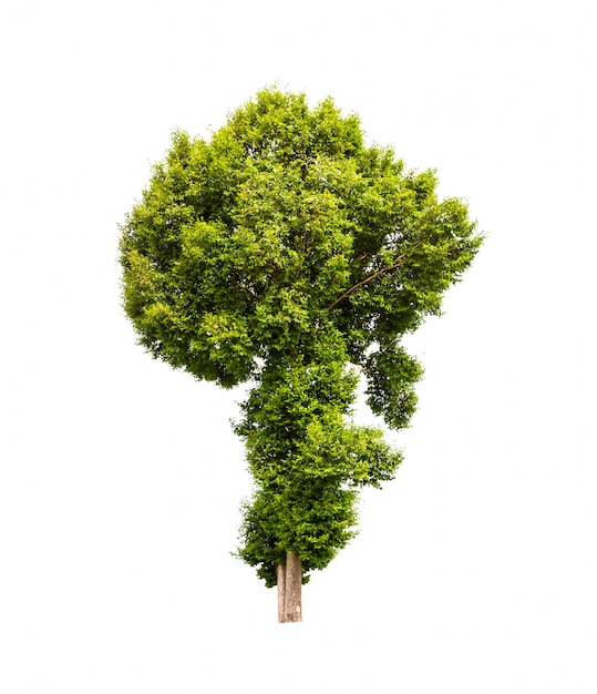 Explorando la psicología de la soledad: sinónimos y términos para aquellos que disfrutan de estar solos