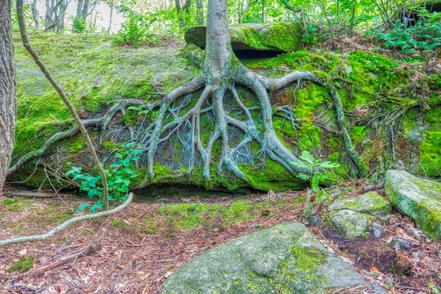 Tallos subterráneos: Funciones, características y ejemplos en las plantas