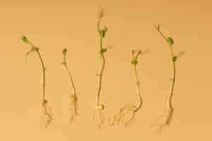 Los tallos: estructura, funciones y importancia en las plantas 2 Los tallos: estructura, funciones y importancia en las plantas